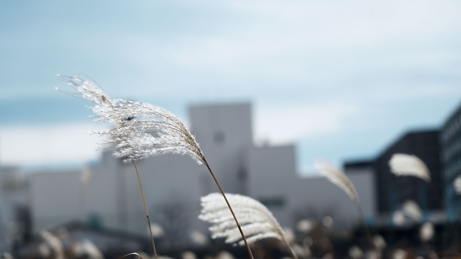 鶴見川で撮影したススキ
